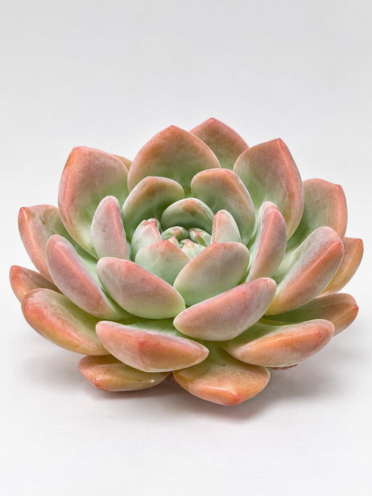 Echeveria Jade Butterfly leaf cutting