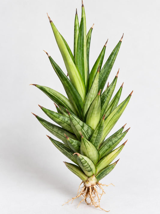 Sansevieria Francisii Variegata cutting