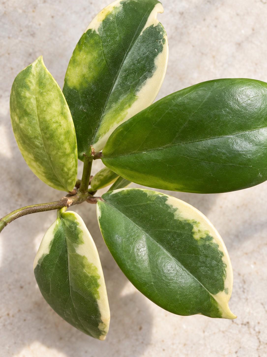 Hoya Incrassata Albomarginata cutting photo 2