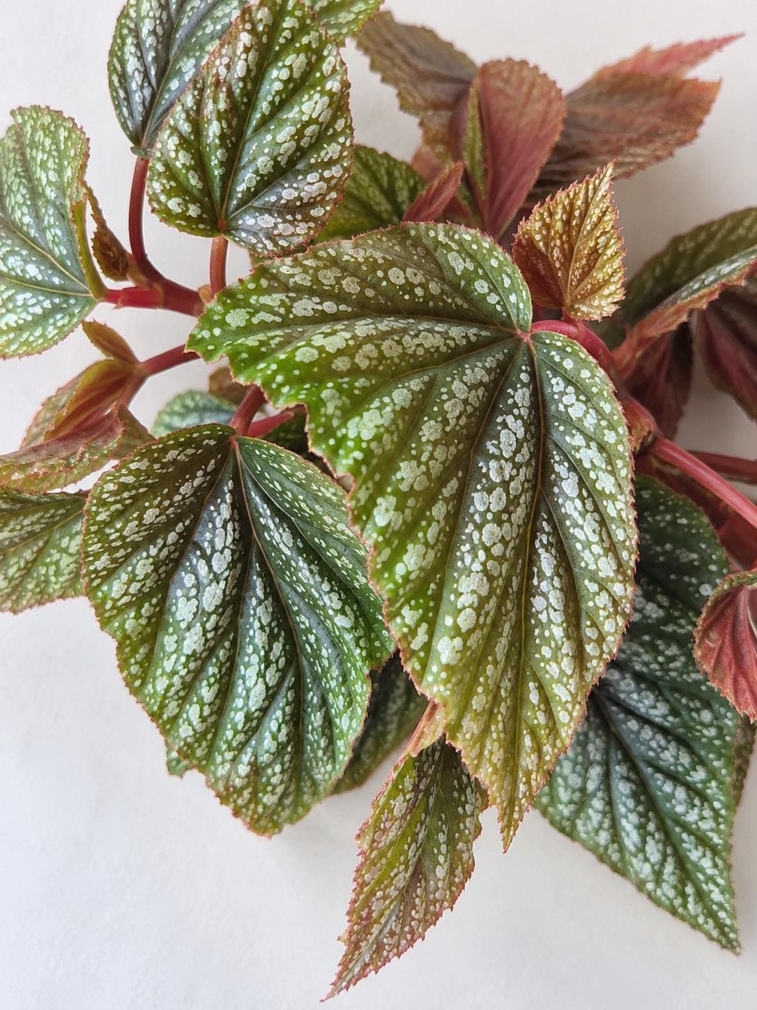 Begonia Guttata cutting photo 2