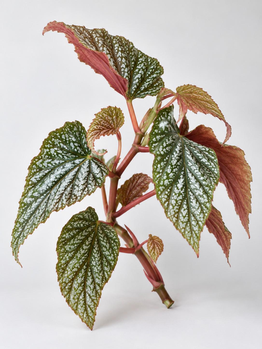 Begonia Guttata cutting