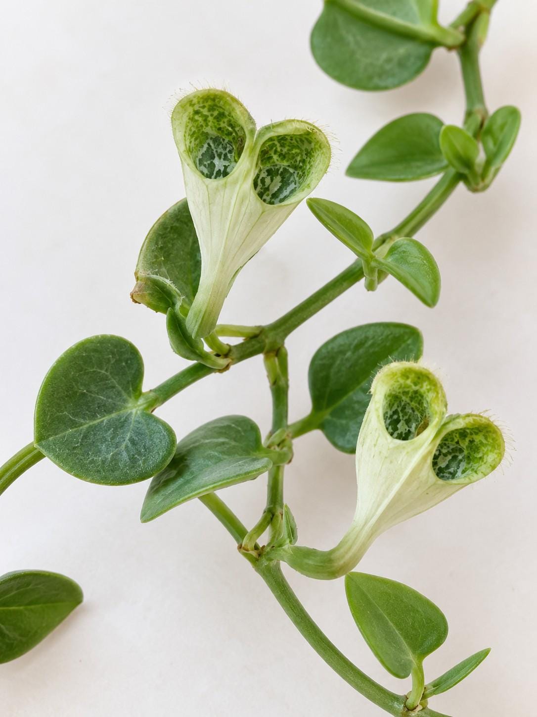 Ceropegia Sandersonii cutting photo 2