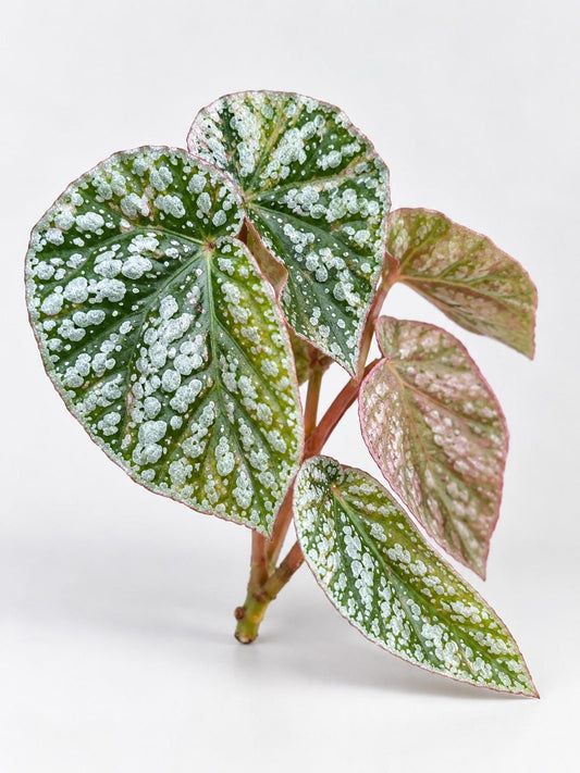 Begonia Snowcapped Variegata cutting