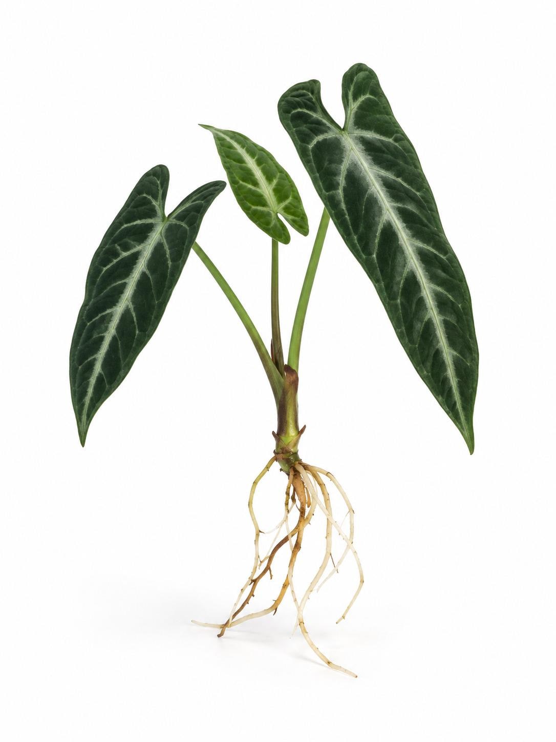 Syngonium Rayii cutting
