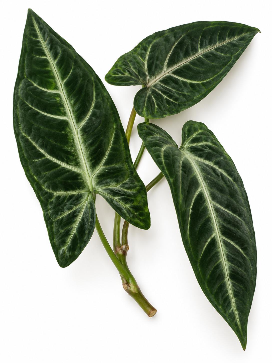 Syngonium Rayii cutting photo 2