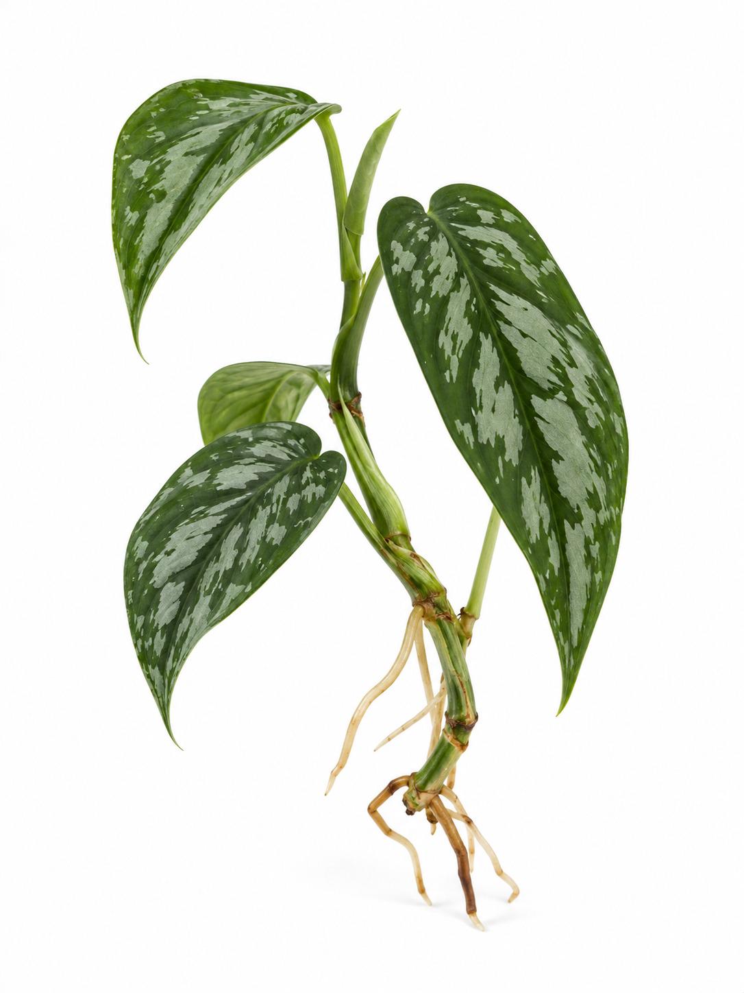 Rhaphidophora Cryptantha cutting