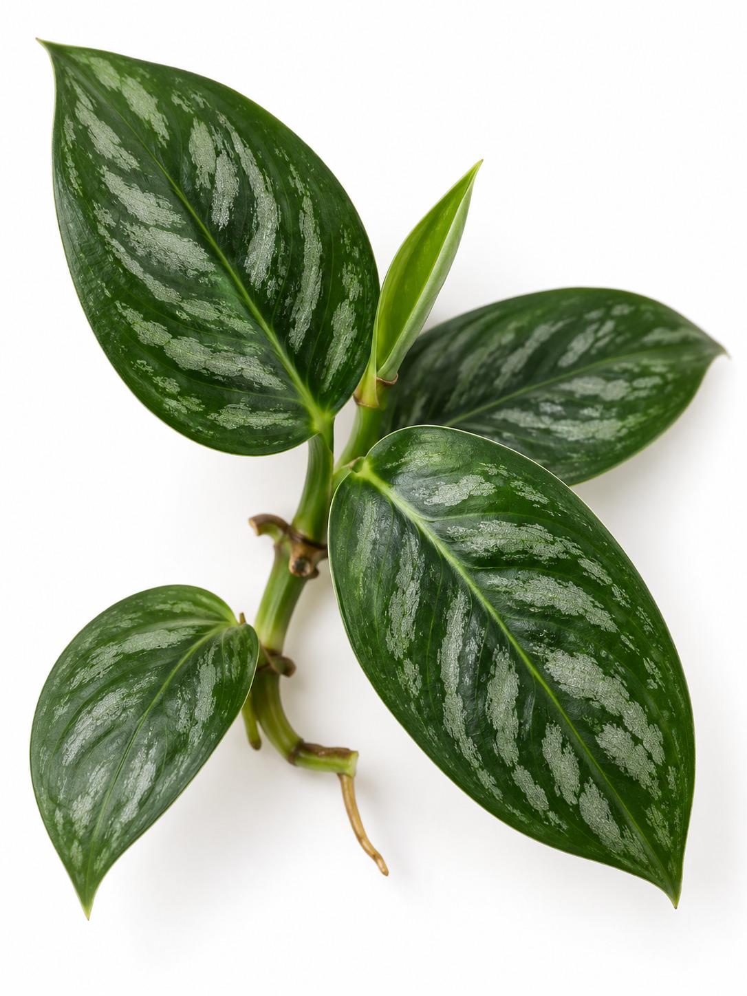 Rhaphidophora Cryptantha cutting photo 2