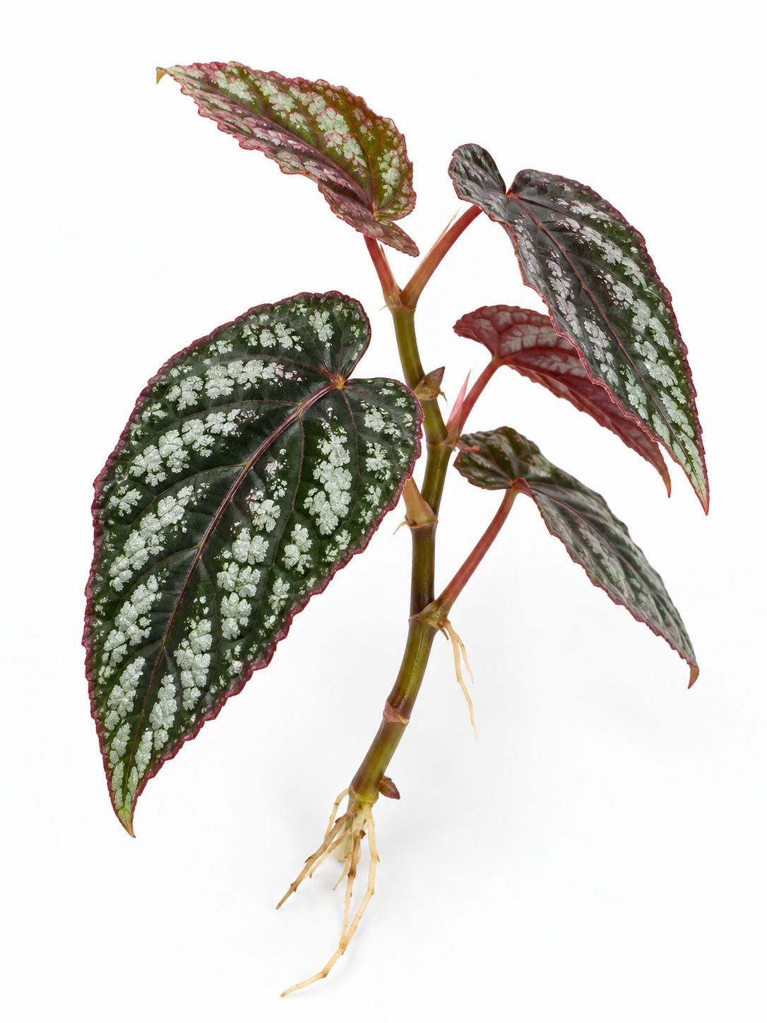 Cissus Discolor Cutting – photo 2