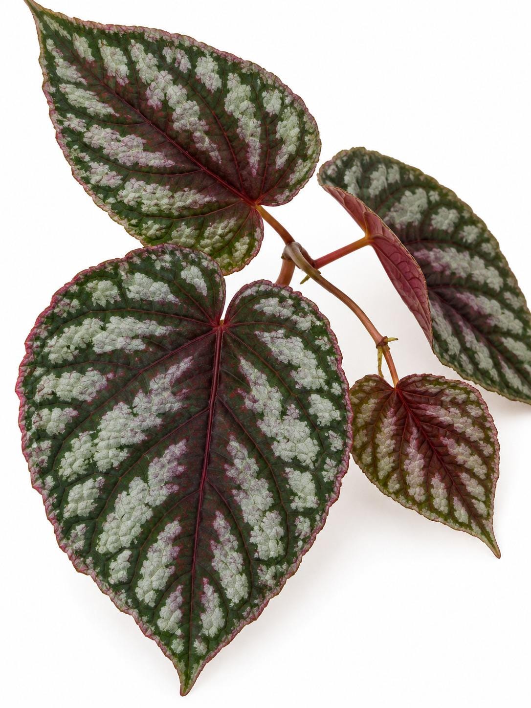Cissus Discolor Cutting – rare plant for sale