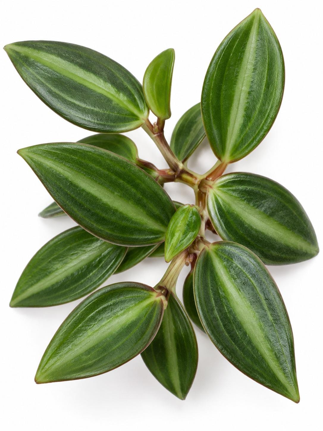 Peperomia Angulata cutting photo 2