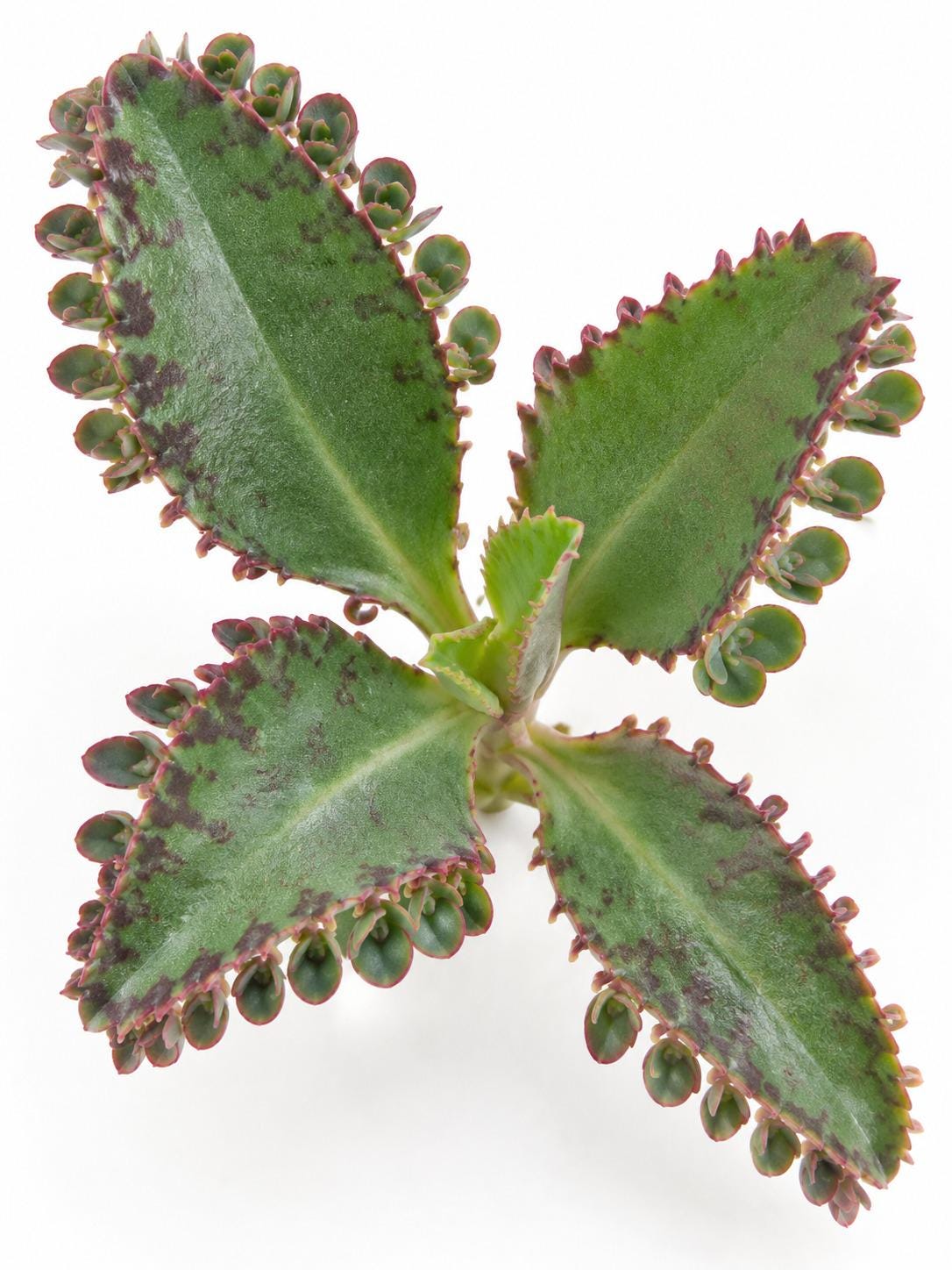 Kalanchoe Lucky cutting photo 2