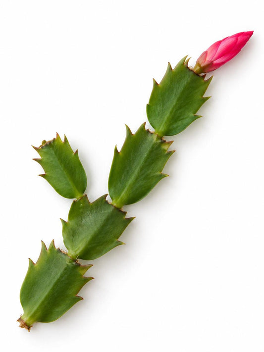 Schlumbergera Reginae Reading Queen cutting