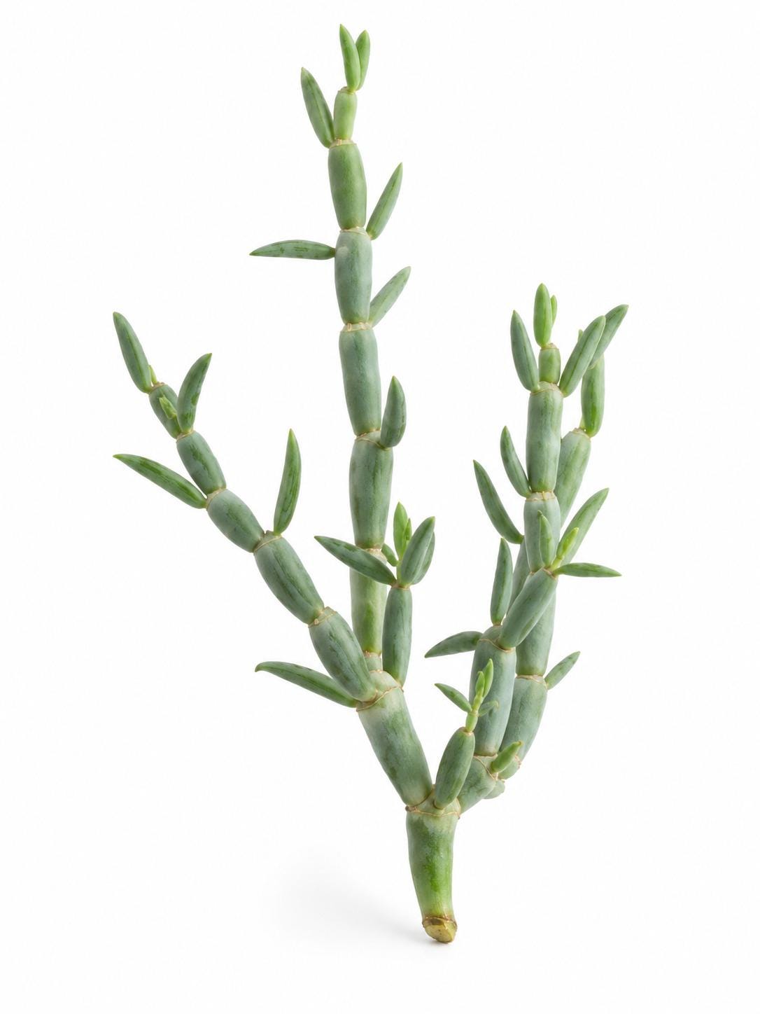 Senecio Articulatus cutting