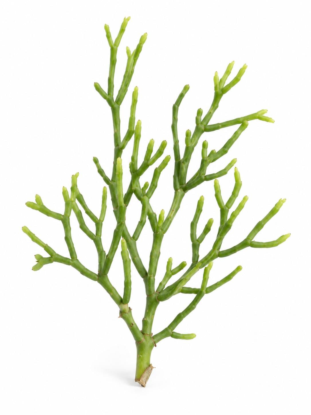 Rhipsalis Coral Cactus cutting