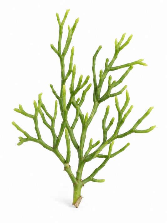 Rhipsalis Coral Cactus cutting