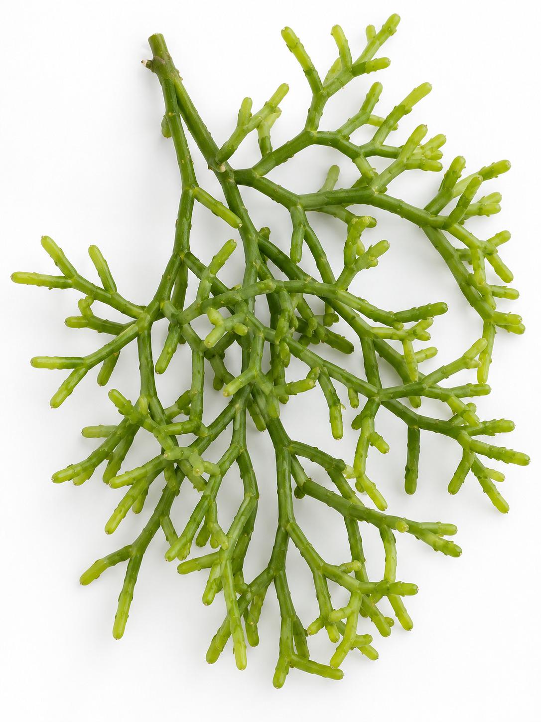 Rhipsalis Coral Cactus cutting photo 2