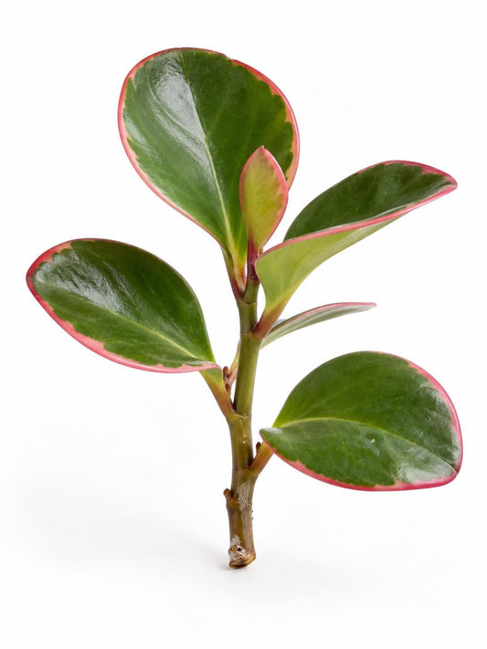 Peperomia Clusiifolia cutting
