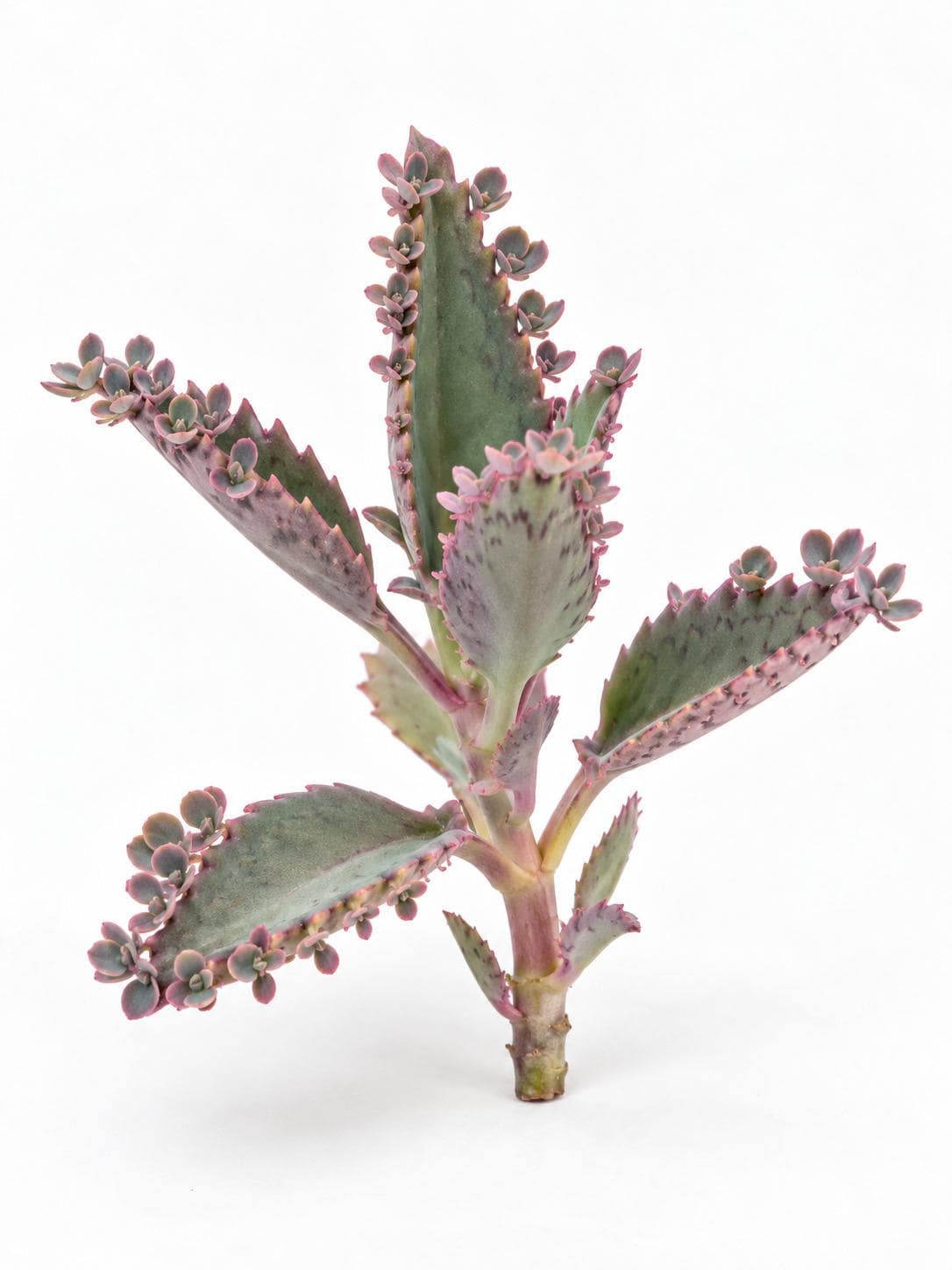 Kalanchoe Pink Butterflies cutting