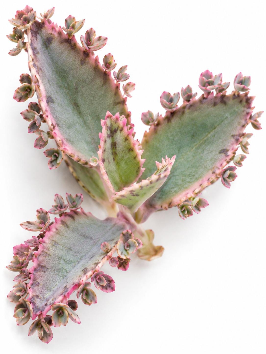 Kalanchoe Pink Butterflies cutting photo 2