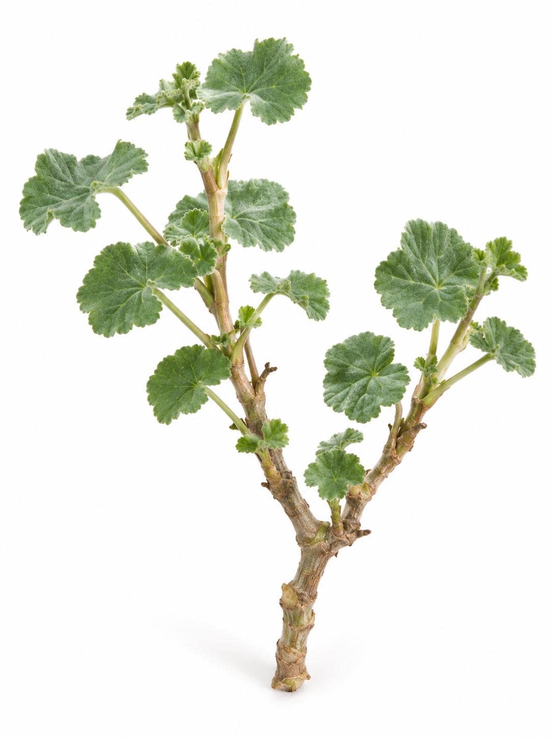 Pelargonium Siboides cutting