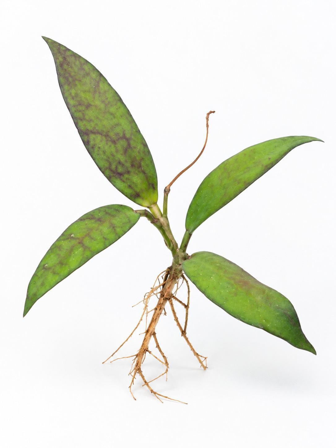 Hoya Scortechinii cutting