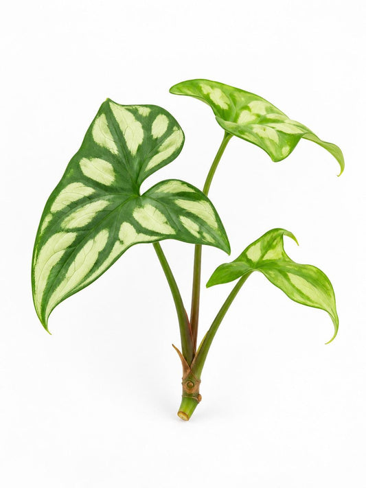 Cercestis Mirabilis Cutting – rare plant for sale