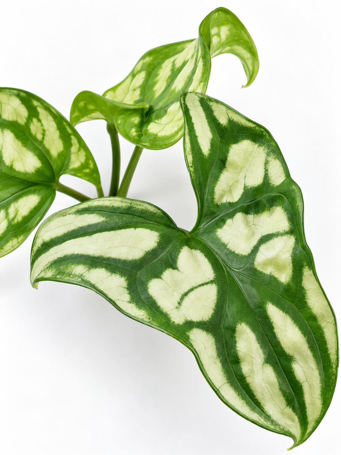 Cercestis Mirabilis cutting photo 2