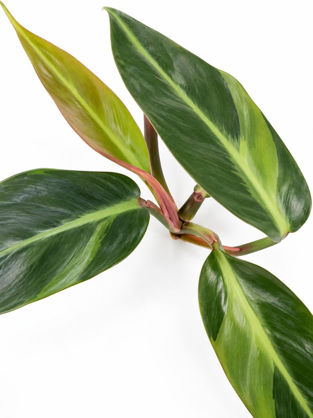 Philodendron Bicolor cutting photo 2