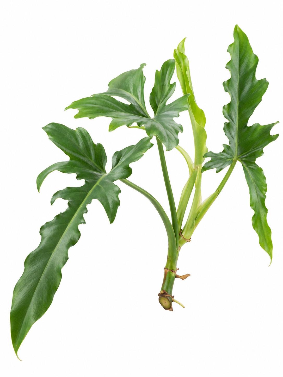 Philodendron Belle Isle cutting