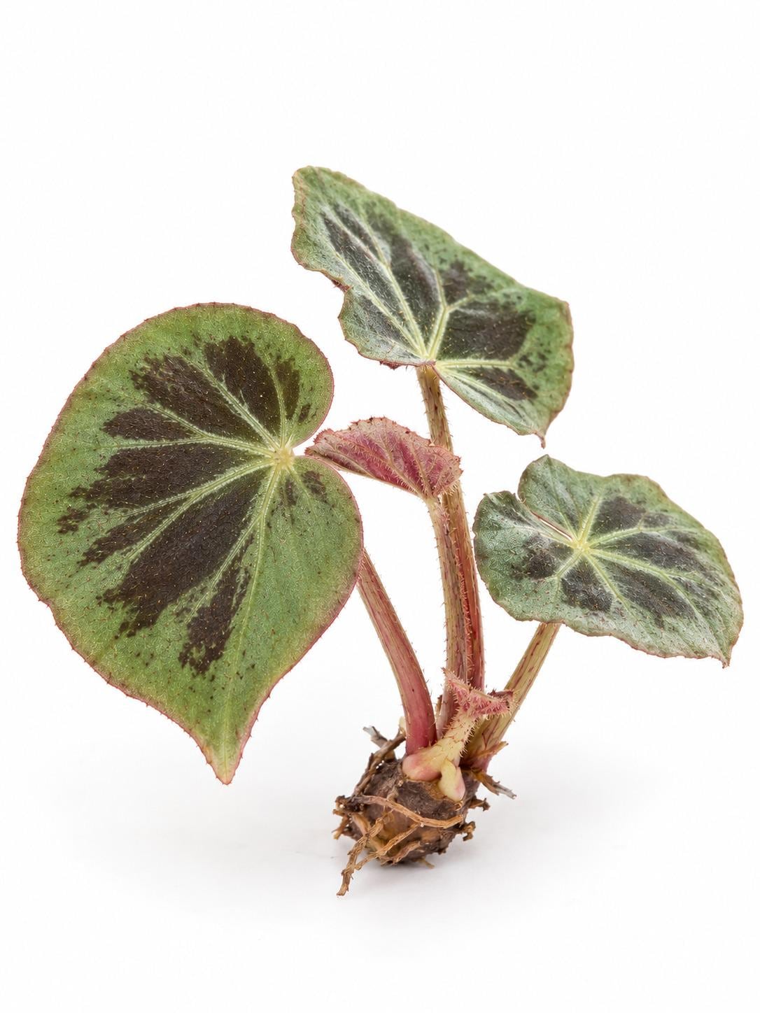 Begonia Burkillii Cutting – photo 2