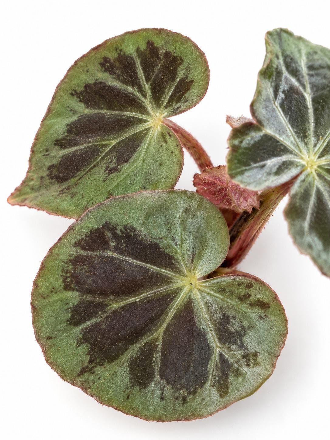 Begonia Burkillii Cutting – rare plant for sale