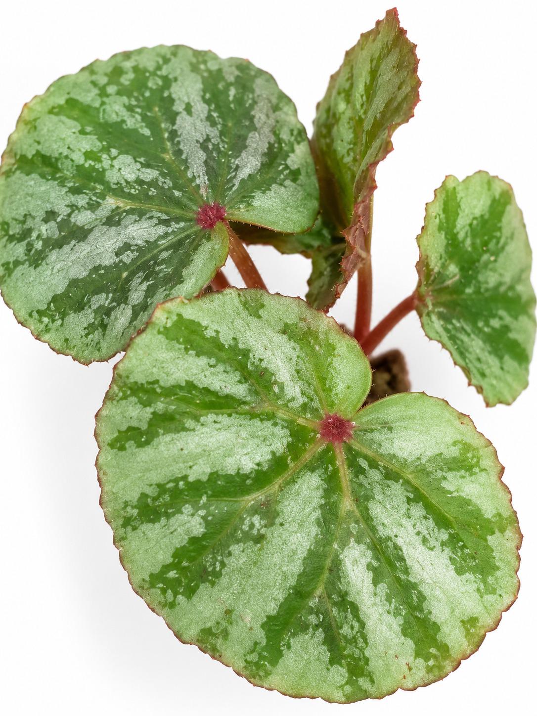 Begonia Temuyuk cutting photo 2