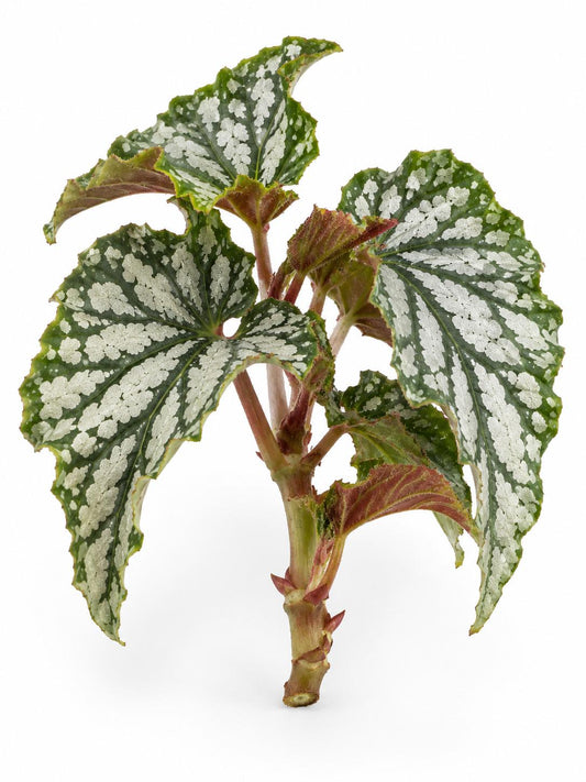 Begonia Avalanche cutting