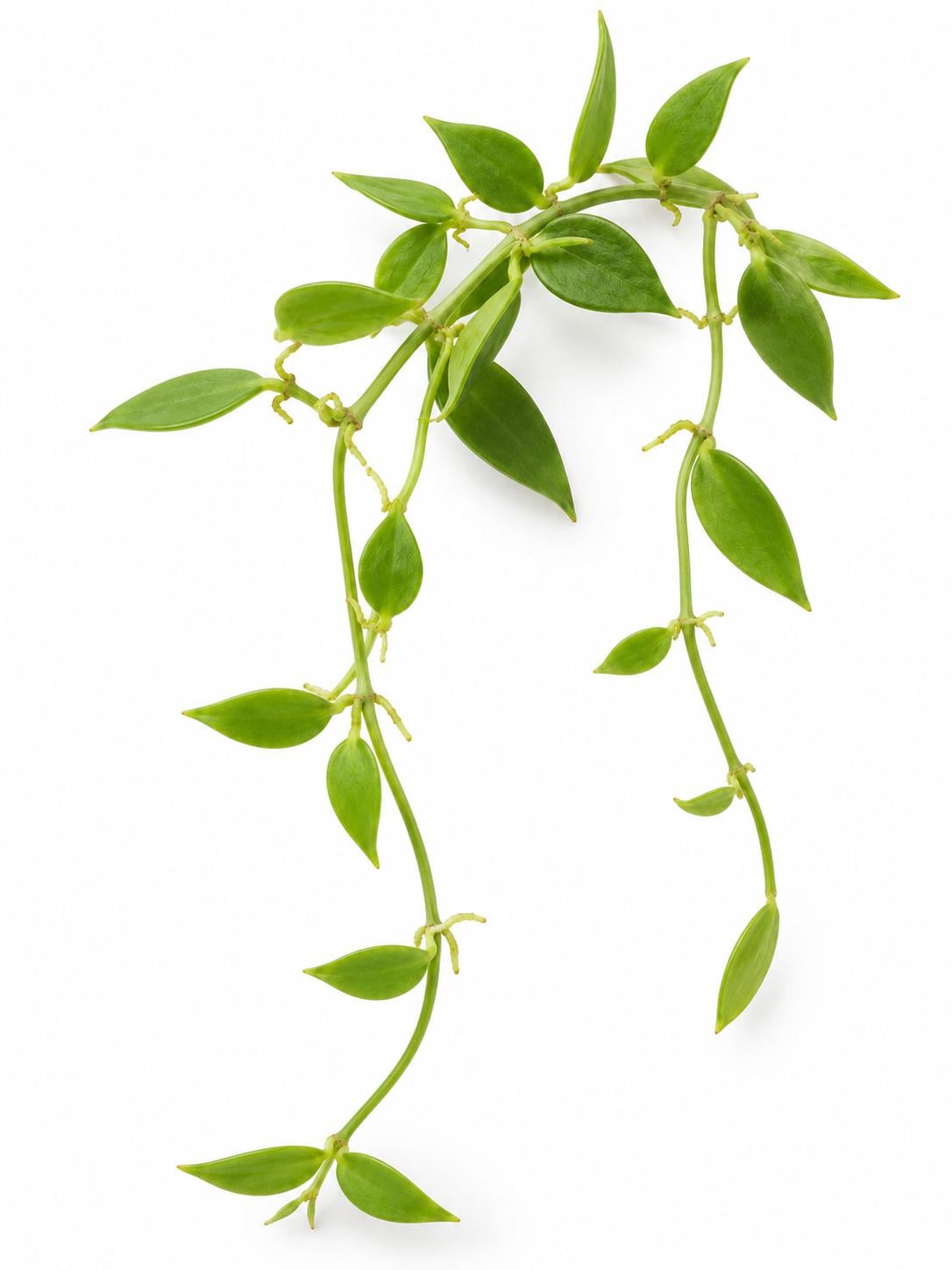 Dischidia Acuminata cutting