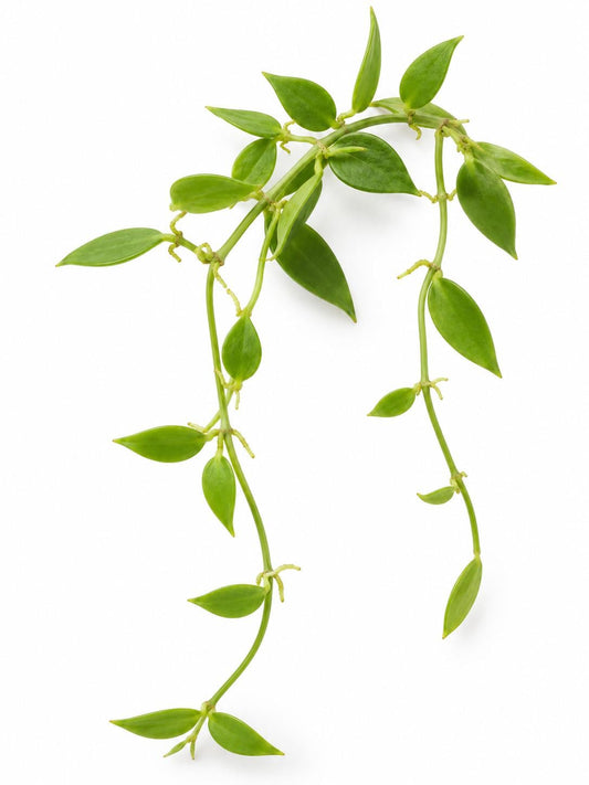 Dischidia Acuminata cutting