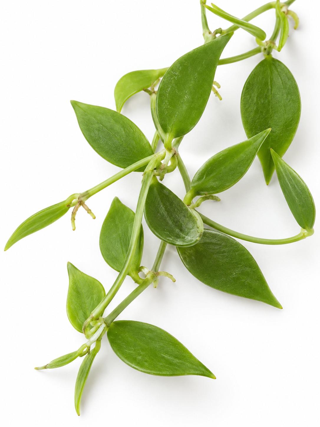 Dischidia Acuminata cutting photo 2