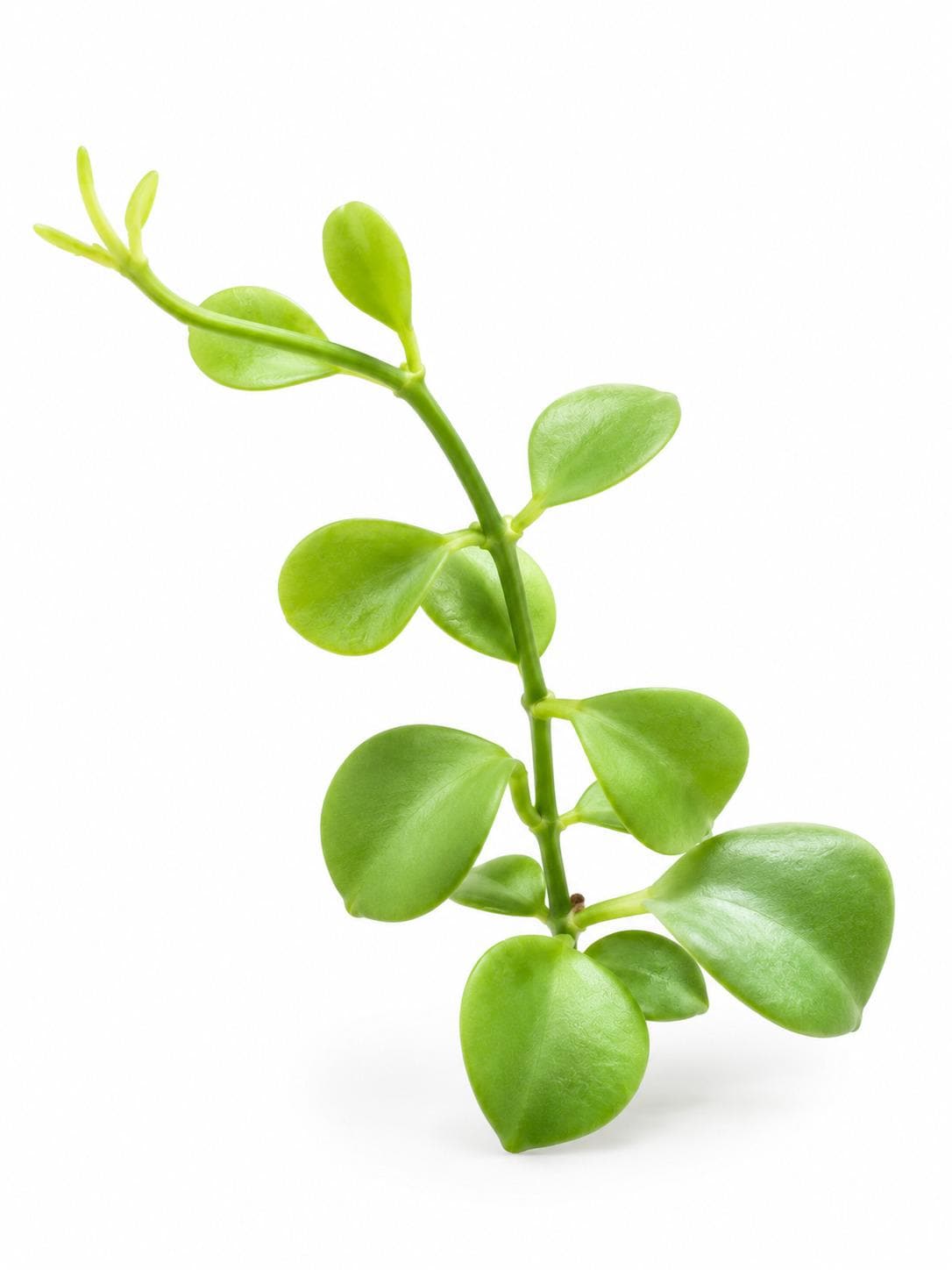 Dischidia Geri cutting