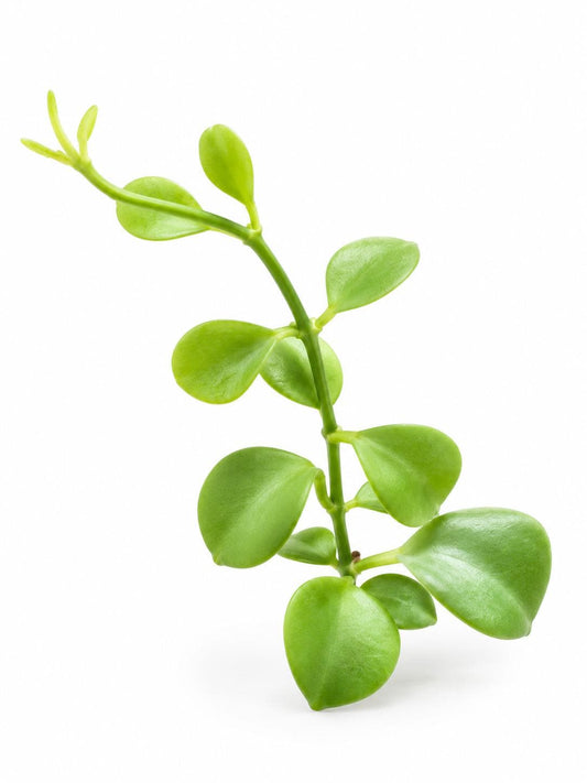 Dischidia Geri cutting