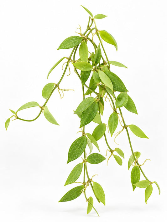 Dischidia Punctata cutting