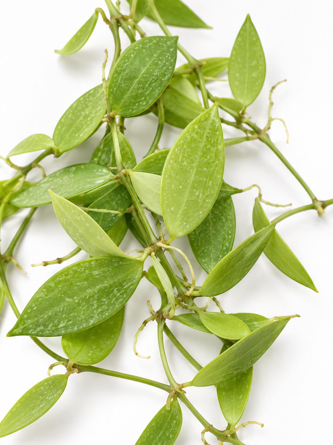 Dischidia Punctata cutting photo 2