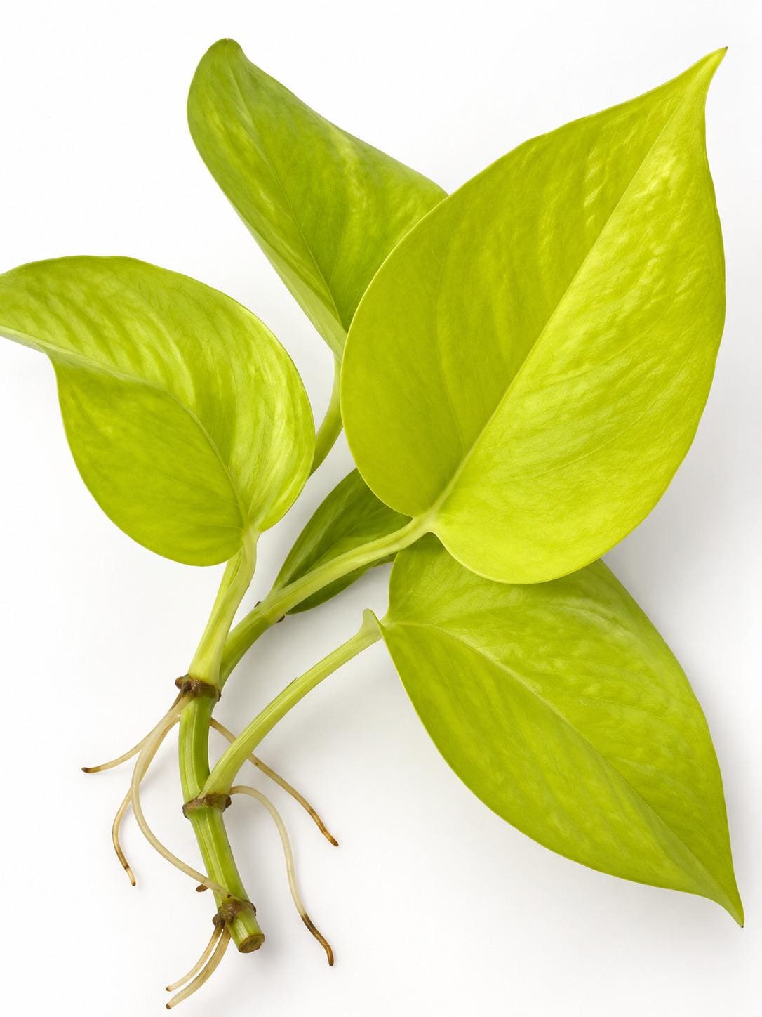 Epipremnum Neon Cutting – rare plant for sale