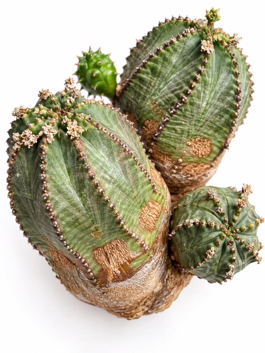 Euphorbia Pseudoglobosa cutting photo 2