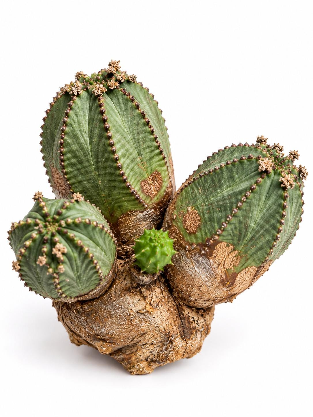 Euphorbia Pseudoglobosa cutting