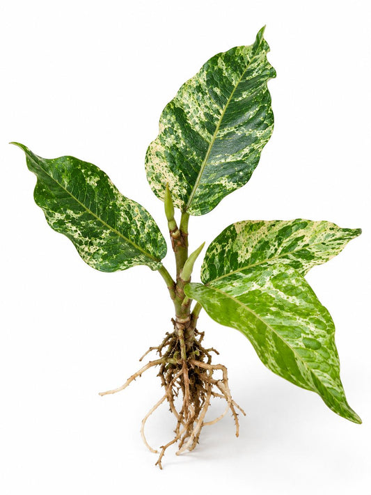 Ficus Snowdrift cutting