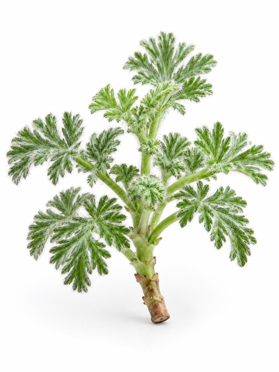 Pelargonium Appendiculatum cutting