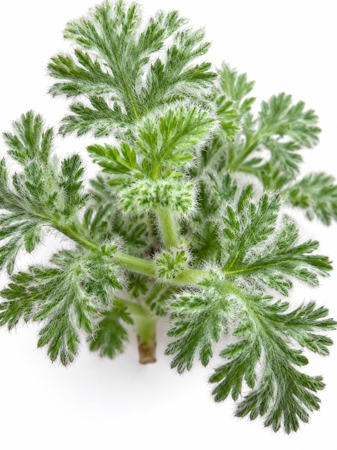 Pelargonium Appendiculatum cutting photo 2
