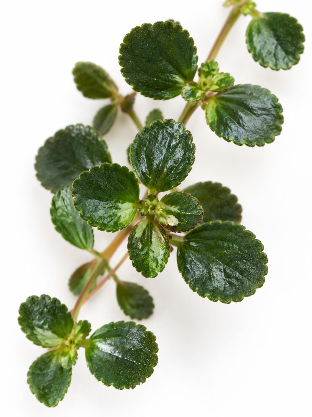 Pilea Depressa cutting photo 2