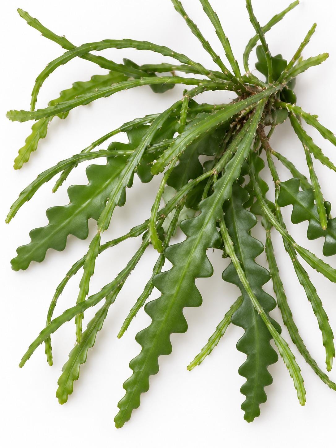 Rhipsalis Rotskoraal cutting photo 2