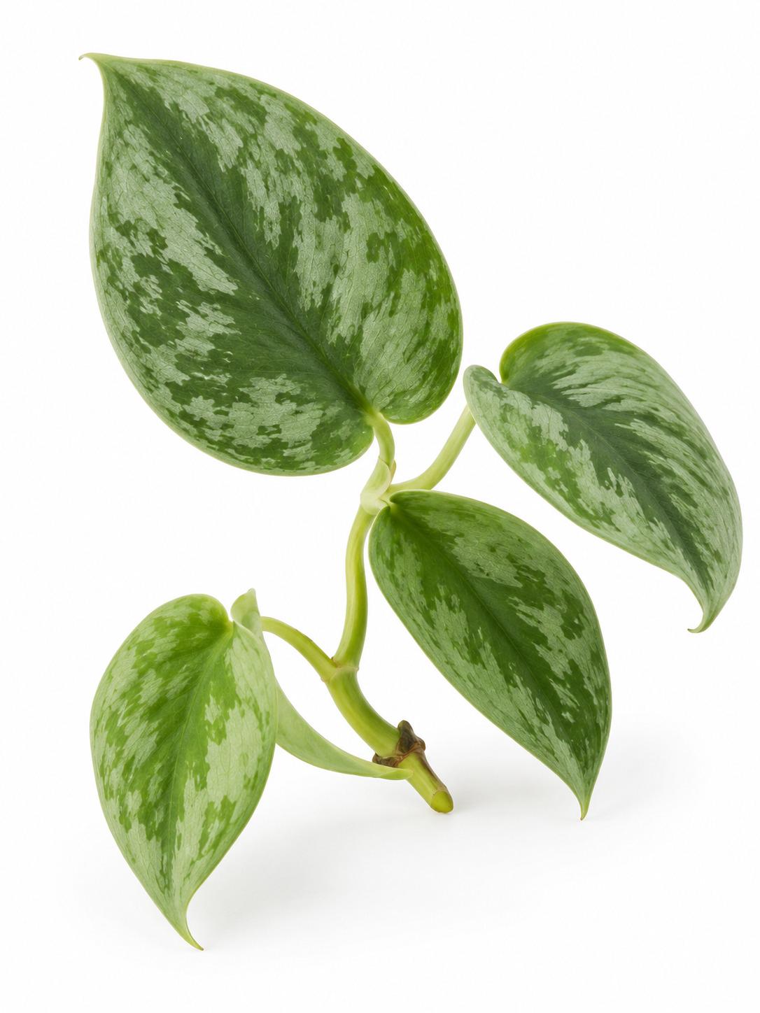 Scindapsus Silvery Cutting – photo 2