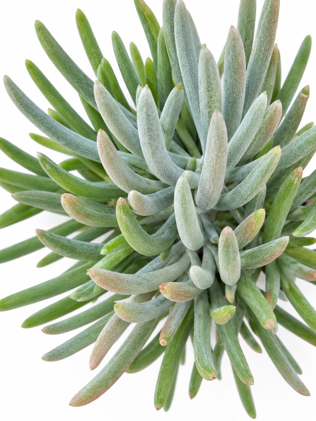 Senecio Scaposus cutting photo 2